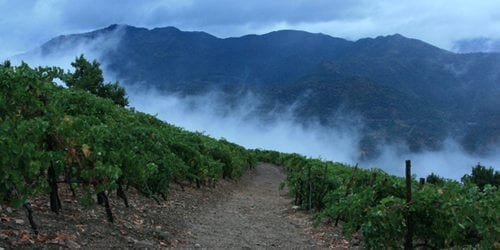 steamy vineard